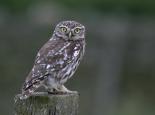 Little owls favour certain perches - Wildstock